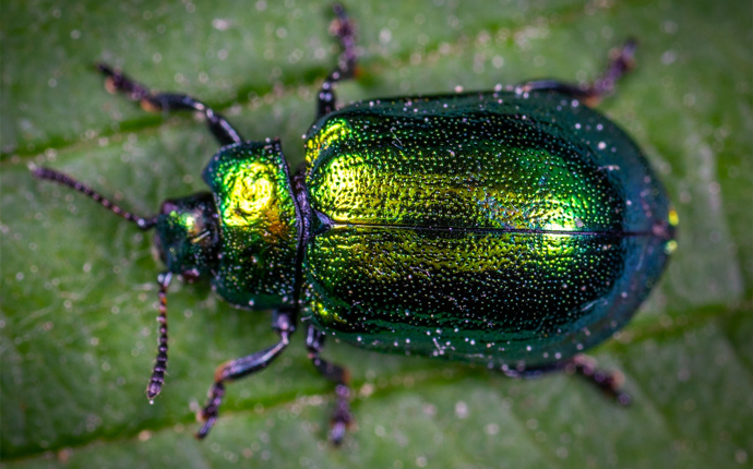 Milingonat - Dezinsektim