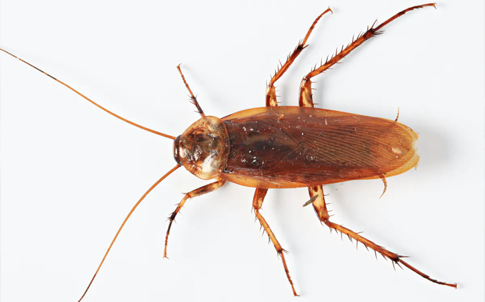 Furrëtarët - Dezinsektim