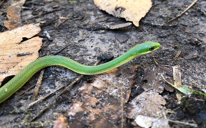 Gjarpërinjtë - Deratizim