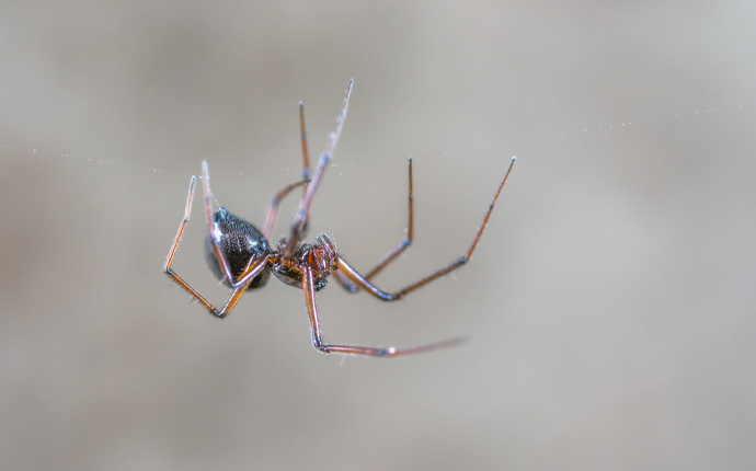 Merimangat - Dezinsektim