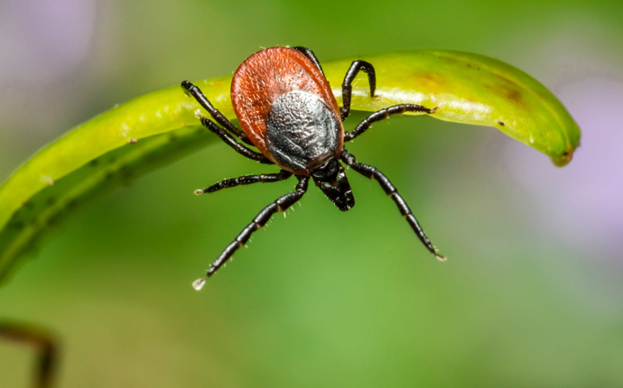 Rriqërat - Dezinsektim