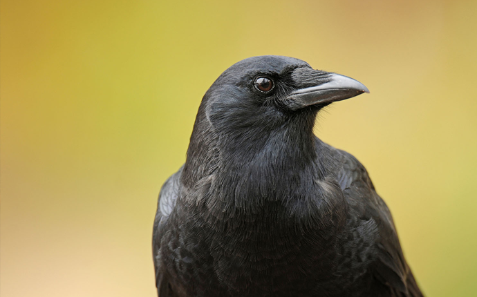 Shpezët - Deratizim